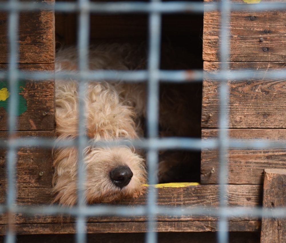 portrait-of-dog-in-animal-shelter.jpg